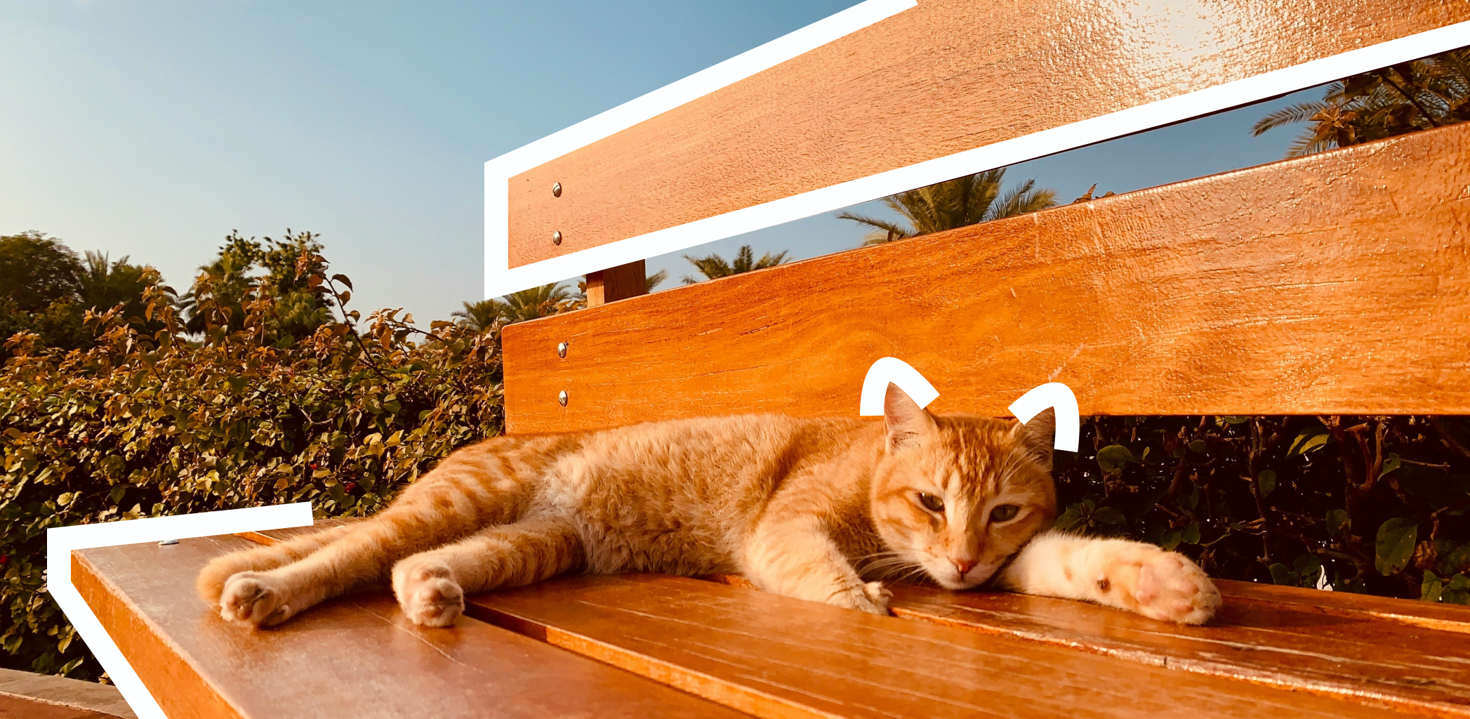 Дом для кота. Обустраиваем участок под потребности домашнего животного